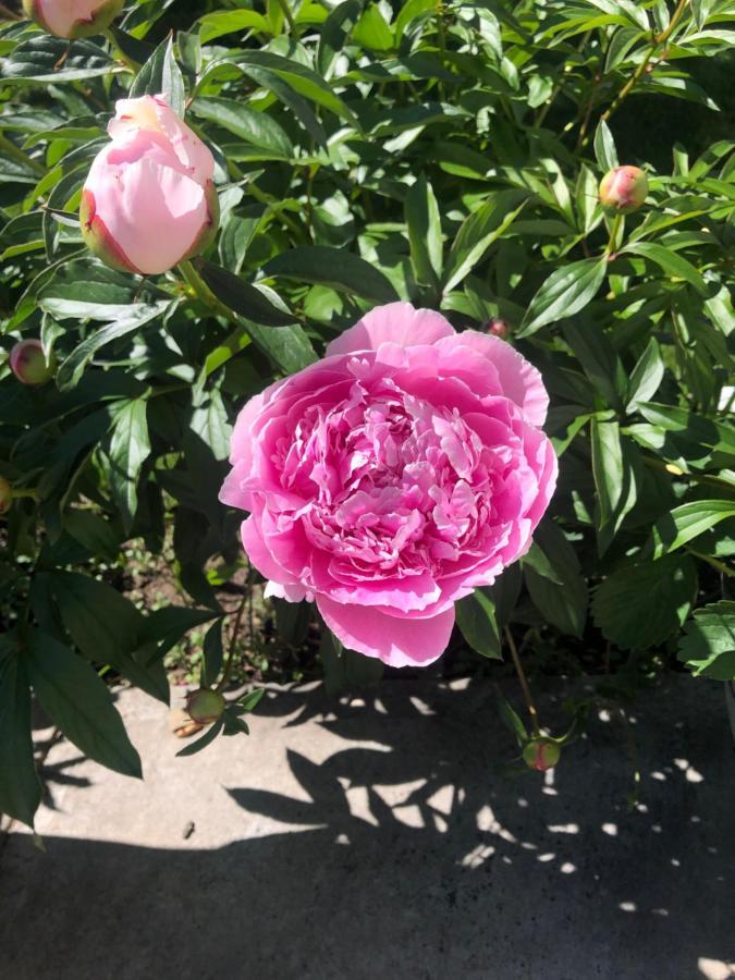 Hamptons Rose Garden Family! YYC Exterior foto