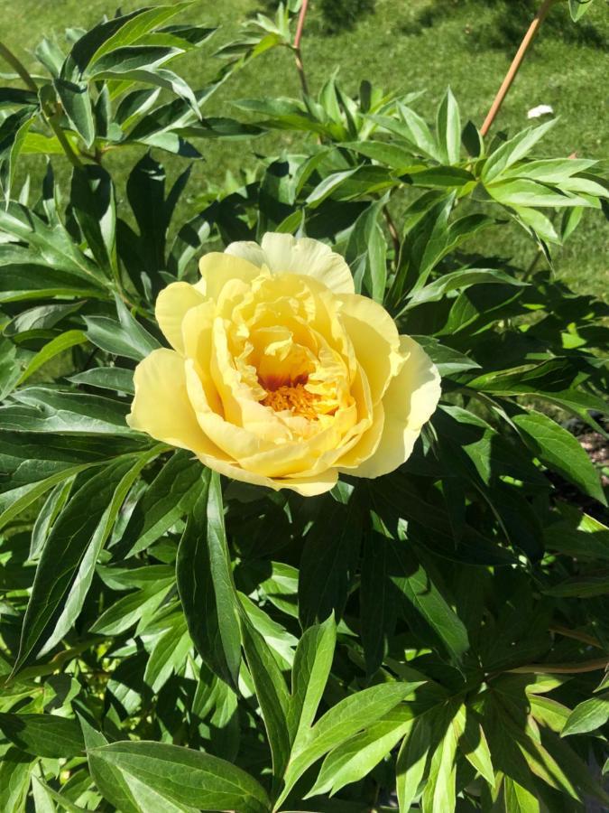 Hamptons Rose Garden Family! YYC Exterior foto