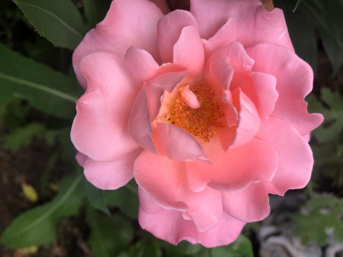 Hamptons Rose Garden Family! YYC Exterior foto